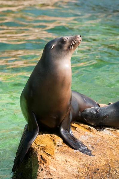 動物園庭で海の猫 — ストック写真