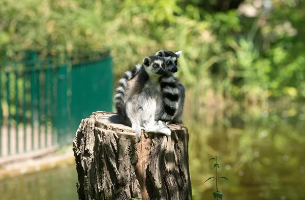 Lemurer i zoo — Stockfoto