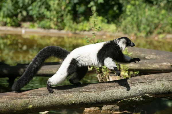 Lemur i dyrehagen – stockfoto