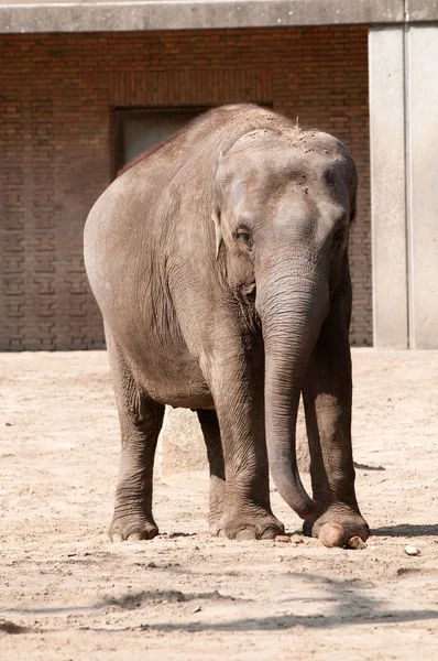 Elefante en el Jardín Zoológico — Foto de Stock