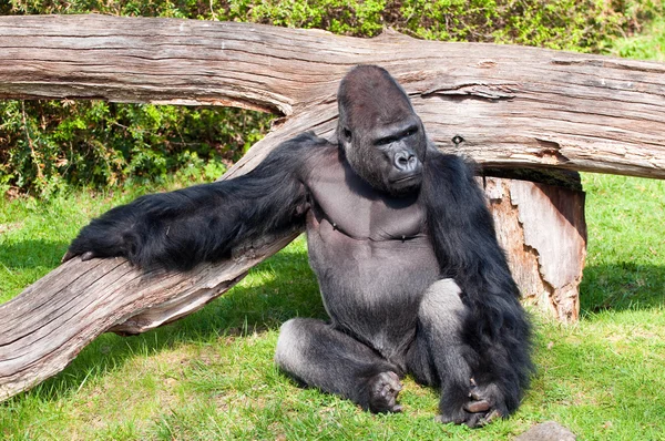 Gorilla i zoologisk trädgård — Stockfoto