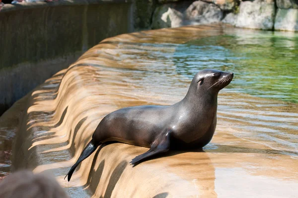 Moře kočka na zoologická zahrada — Stock fotografie