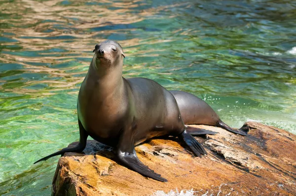 Moře kočka na zoologická zahrada — Stock fotografie