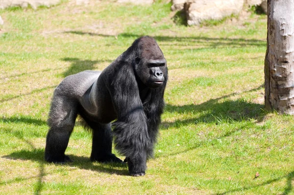 Gorila no Jardim Zoológico — Fotografia de Stock