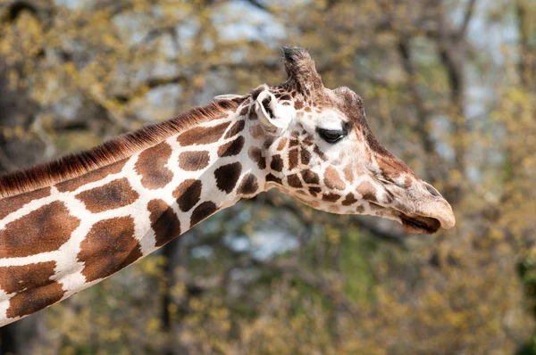 Jirafa africana en zoológico — Foto de Stock