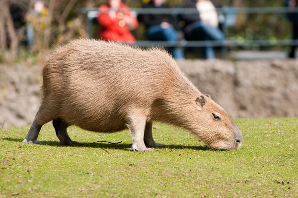 Wasserschwein im Zool — Stockfoto