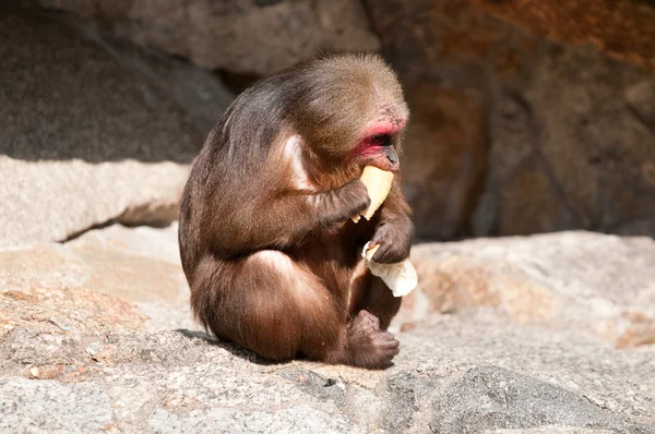 Μαϊμού στον ζωολογικό κήπο — Φωτογραφία Αρχείου