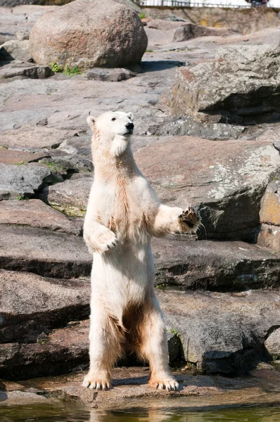 Isbjörn på zoologiska trädgården — Stockfoto