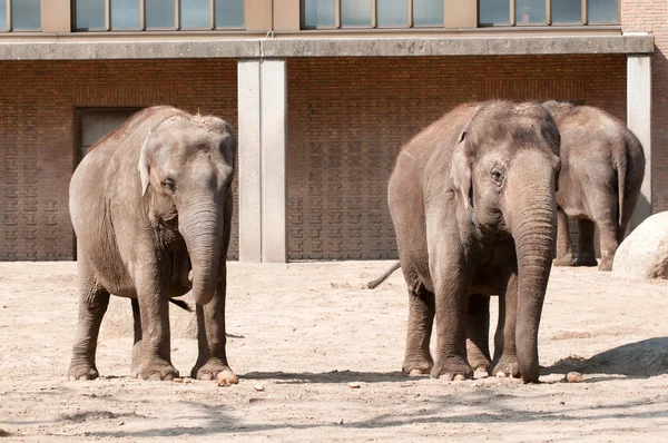 Elefantes en el Jardín Zoológico — Foto de Stock