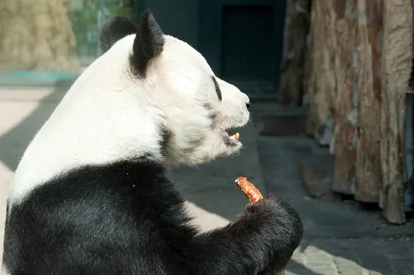 在动物园的熊猫 — 图库照片