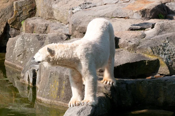 Белый медведь в Зоологическом саду — стоковое фото