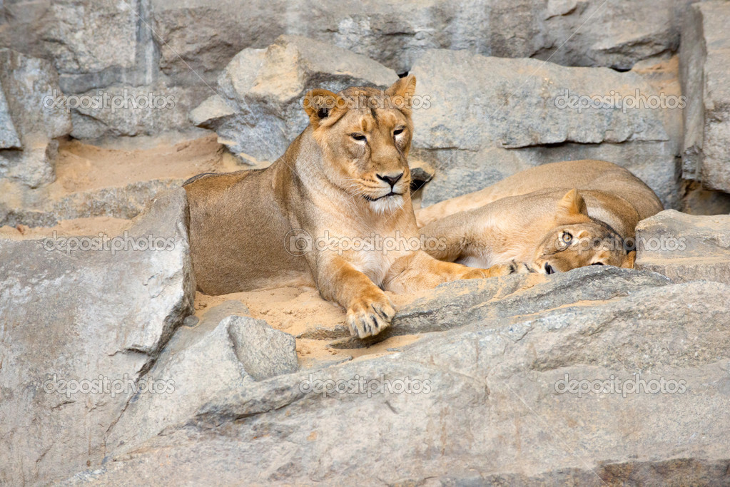 RAGAZZO ZOO BERLINO SCARICARE