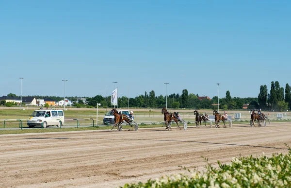 Harness Racing, Berlin — Stock Fotó