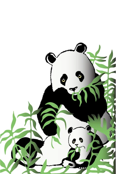 Dos pandas en matorrales de bambú — Foto de Stock