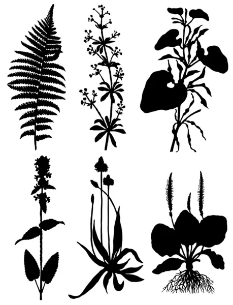 Samling av silhuetter av växter — Stock vektor