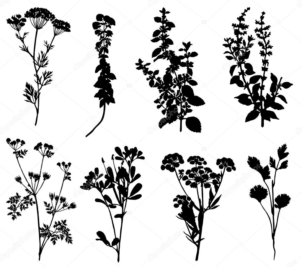 Collection of silhouettes of spicy herbs