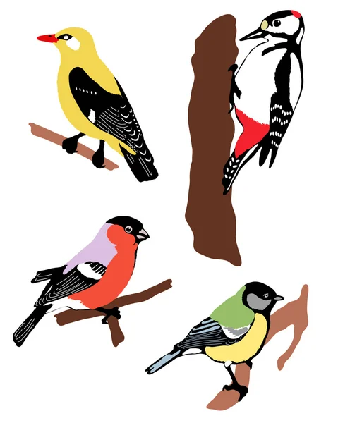 Collection d'oiseaux de couleur — Image vectorielle