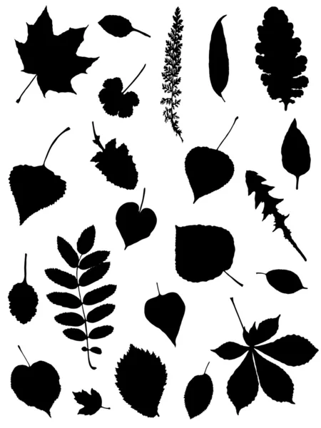 Collection of silhouettes of leaves — Stock Vector