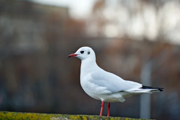 Seagull — Stock Photo, Image