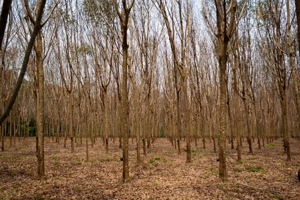Gumové stromy — Stock fotografie