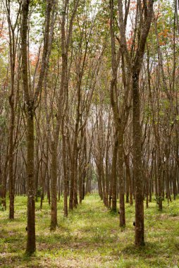 Kauçuk ağaçları