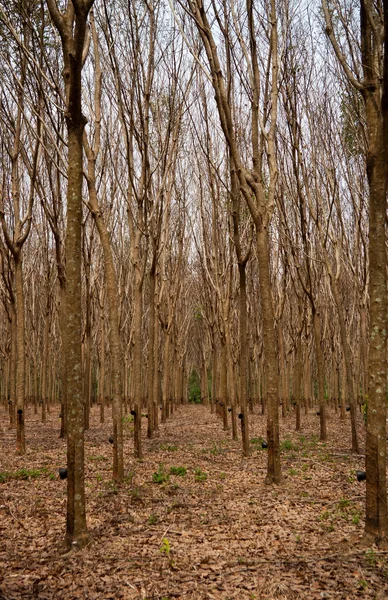 stock image Rubber trees