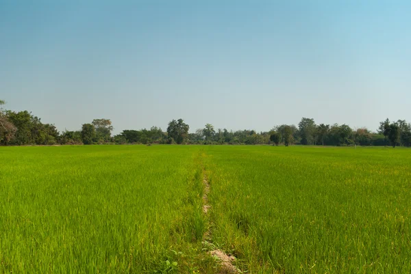 Campo de arroz — Foto de Stock