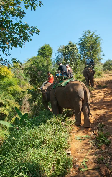 Trekking degli elefanti — Foto Stock