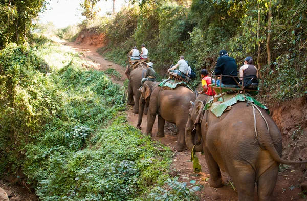 Trekking de elefantes — Foto de Stock