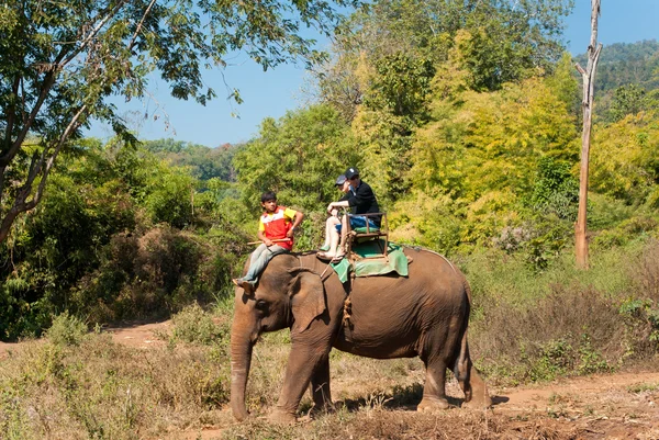 Trekking de elefantes — Foto de Stock