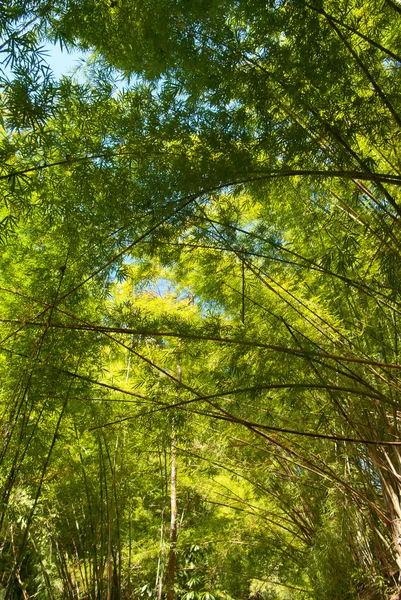 Bambu ormanı — Stok fotoğraf