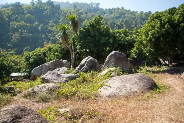 Jungle — Stock Photo, Image