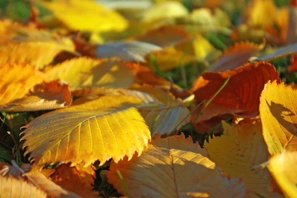 Herbstlaub — Stockfoto