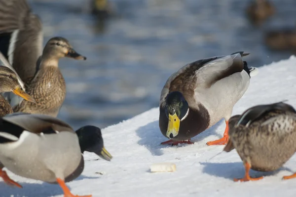 Mallard ducks — Stock Photo, Image