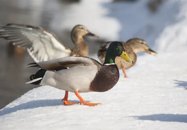 Patos de Mallard — Foto de Stock