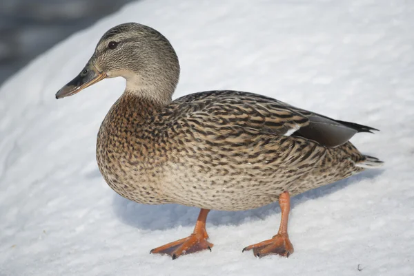 Pato de Mallard — Foto de Stock