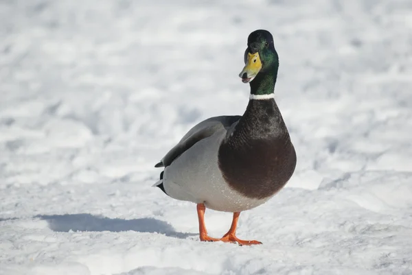 Gräsand ankor — Stockfoto