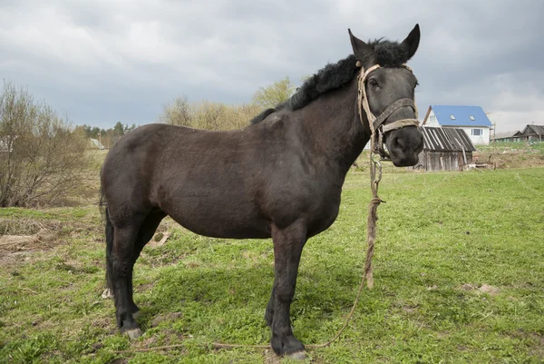 Paard — Stockfoto