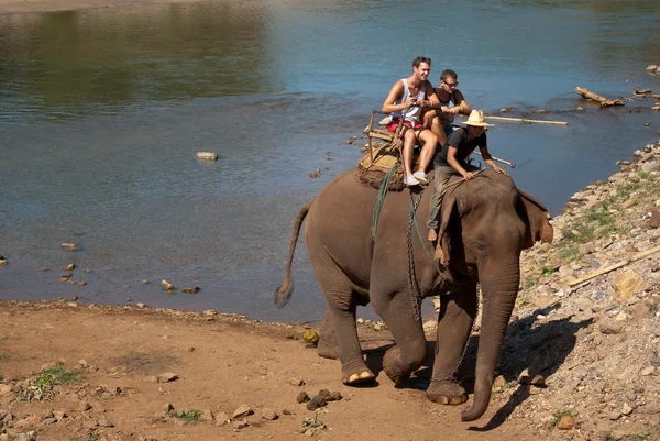 Trekking degli elefanti — Foto Stock