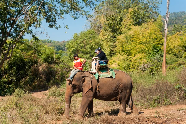 Olifant trekking — Stockfoto