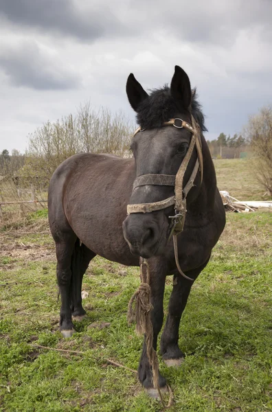 Pferd — Stockfoto