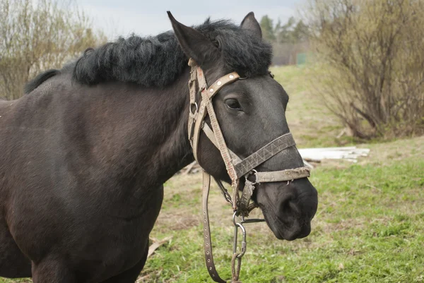 Cavallo — Foto Stock