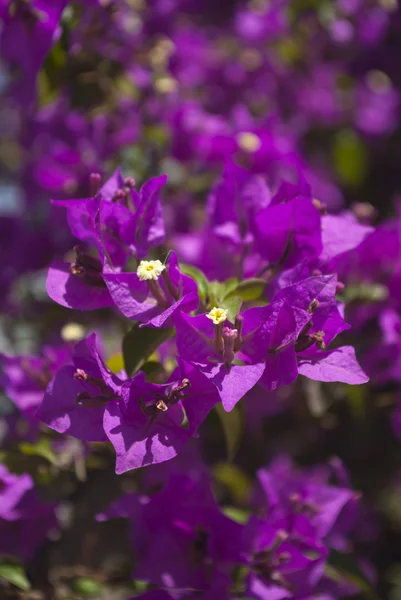 Bougainvillea — Stockfoto