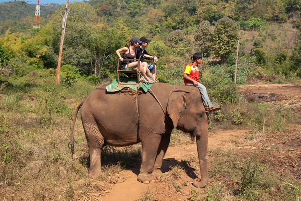 Треккинг слонов — стоковое фото