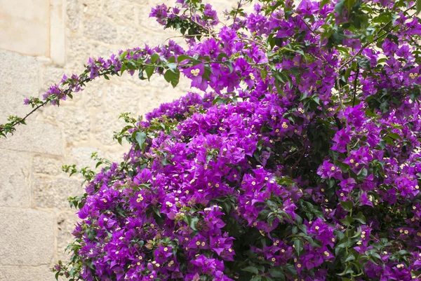 Bougainvillaea — Stockfoto