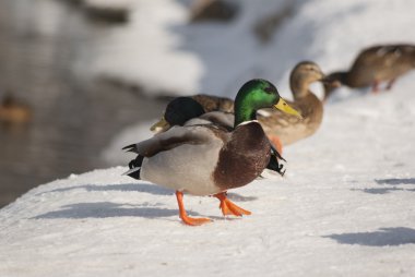Yeşilbaş ördekler