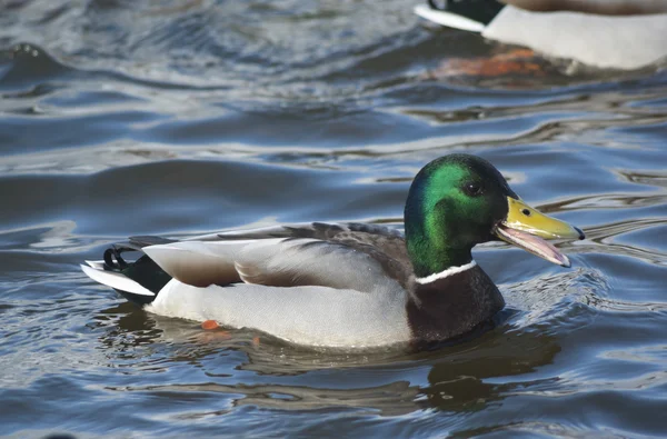 Pato-de-bico — Fotografia de Stock