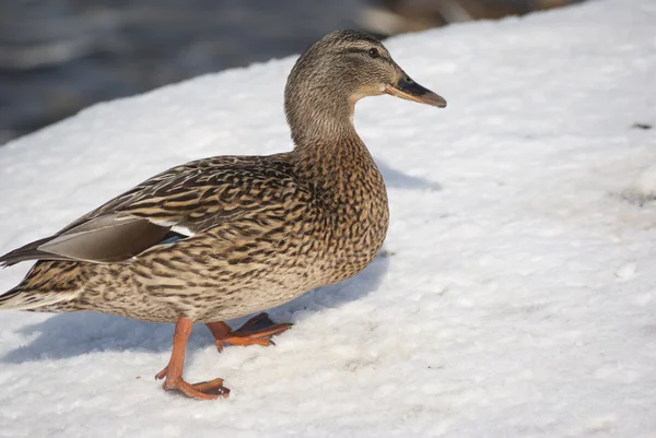 Πάπια Mallard — Φωτογραφία Αρχείου