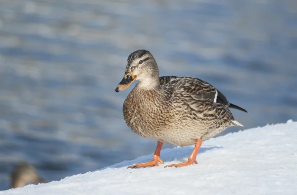 Pato de Mallard — Foto de Stock