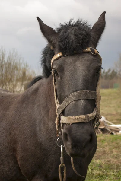 Paard — Stockfoto